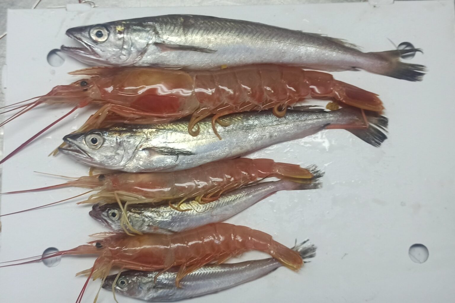 “En Comodoro no tenemos merluza para procesar y en Nación están haciendo un desastre”