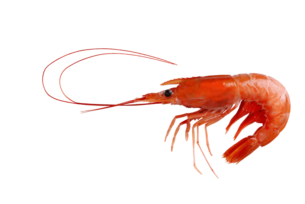 Chubut cumple con estándares internacionales de pesca sostenible de langostino
