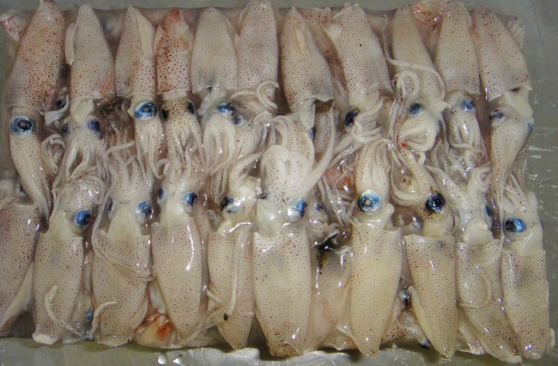 Evalúan biomasa y abundancia del calamar Illex entre el 37°S y 44°S