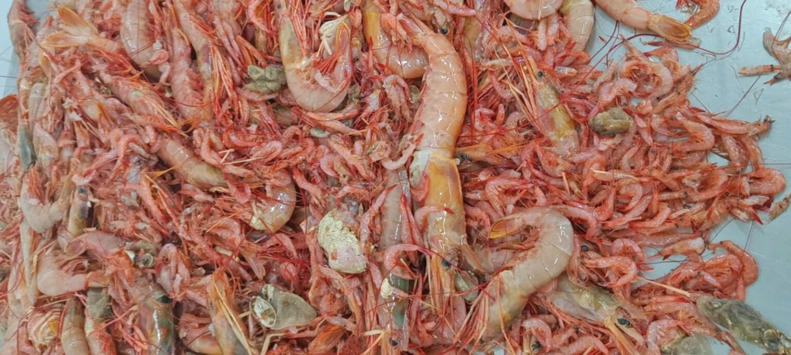 Advierten no confundir ‘cría de langostino’ con Peisos petrunkevitchi