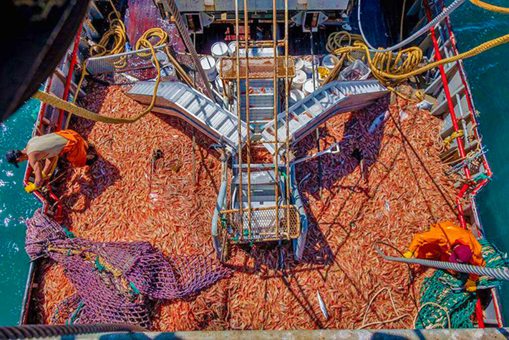 Se pone en marcha la temporada de langostino en Chubut