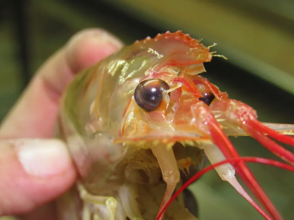 Según el INIDEP, el langostino mantiene los niveles de equilibrio poblacional