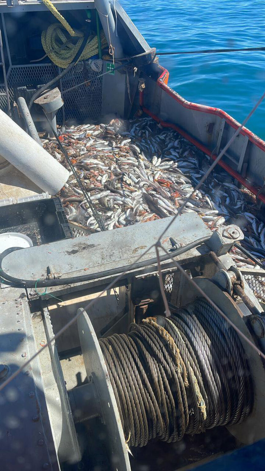 El SUPA advierte con preocupación por la caída de capturas de langostino