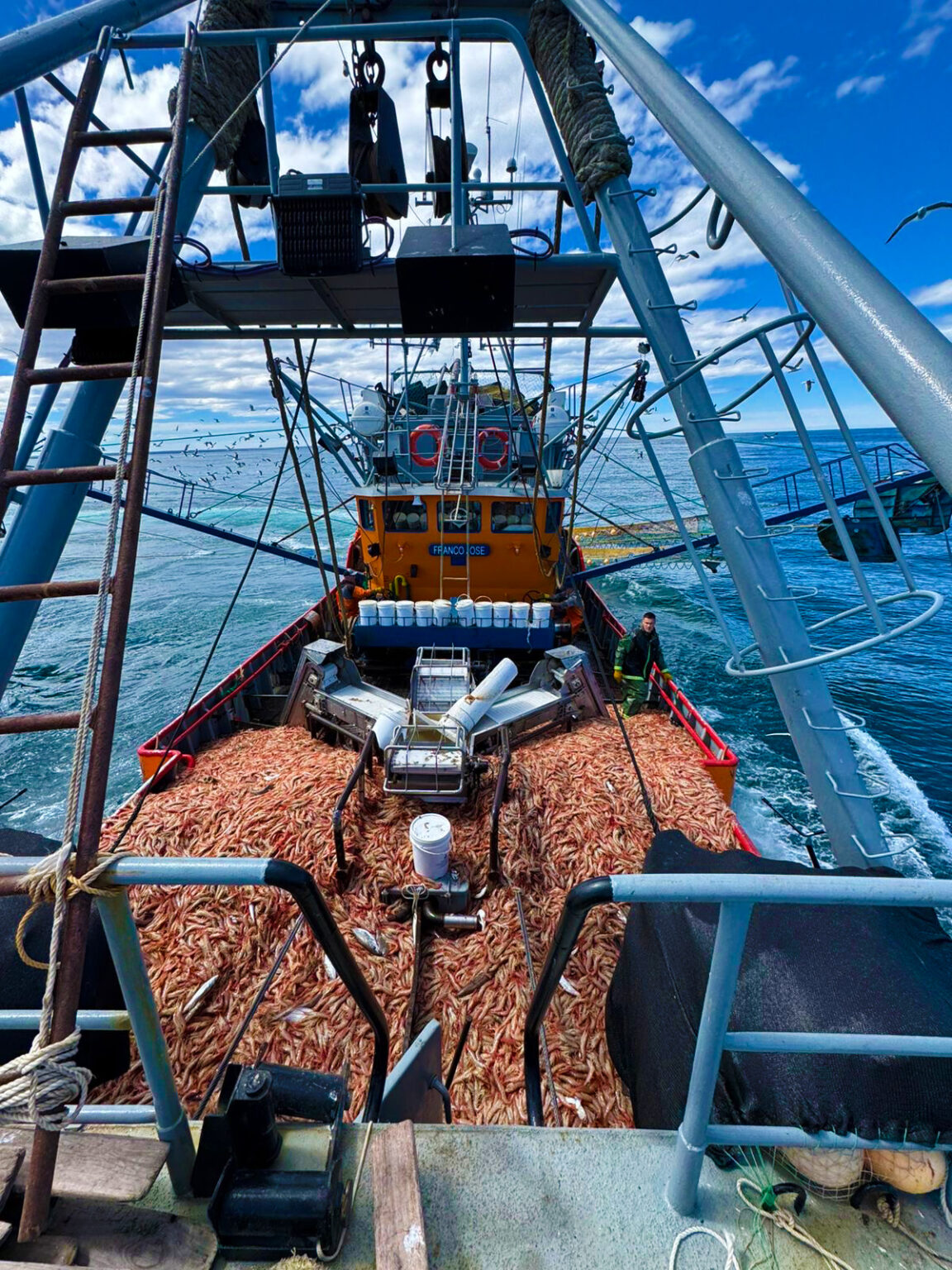 La zafra de langostino en Chubut ya supera las 52.000 toneladas