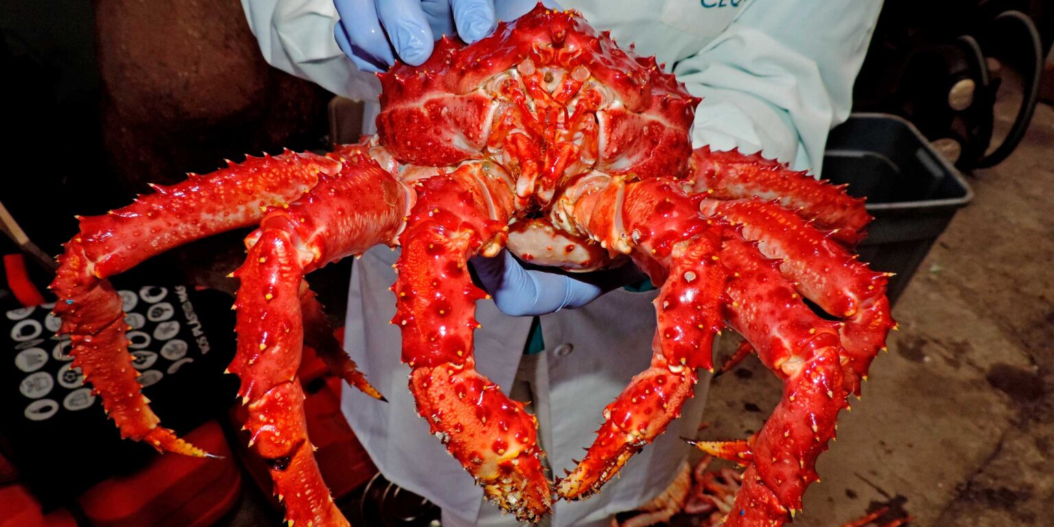 Aprobaron objetivos base para el Plan de Manejo de la Centolla