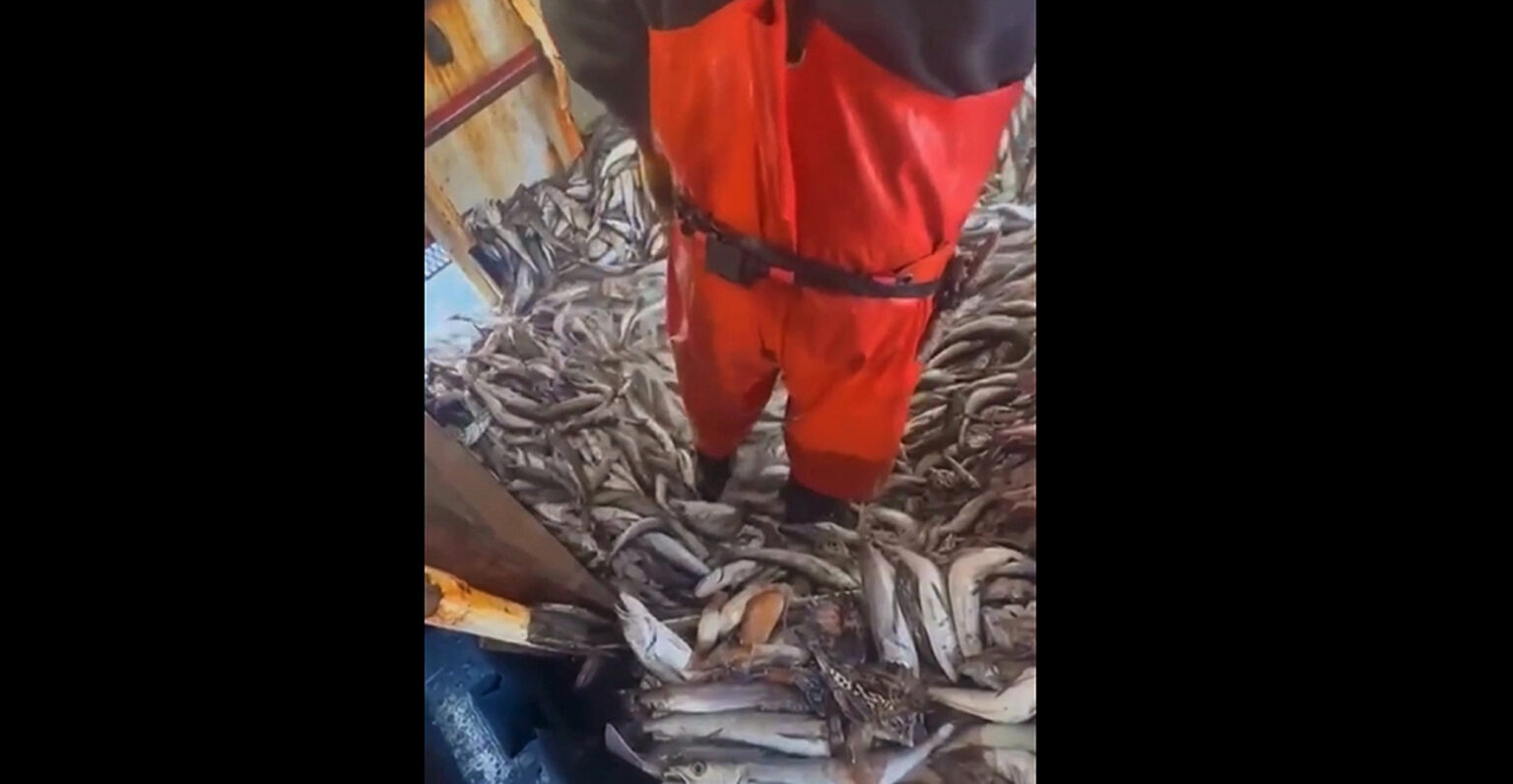 OBSCENO: En un país con hambre, toneladas de merluza se arrojan al mar