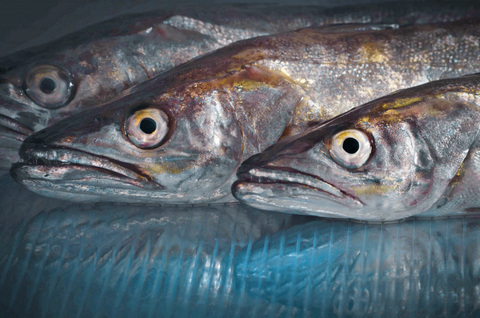 Según el INDEC, la pesca es la actividad económica que más creció en enero de 2026