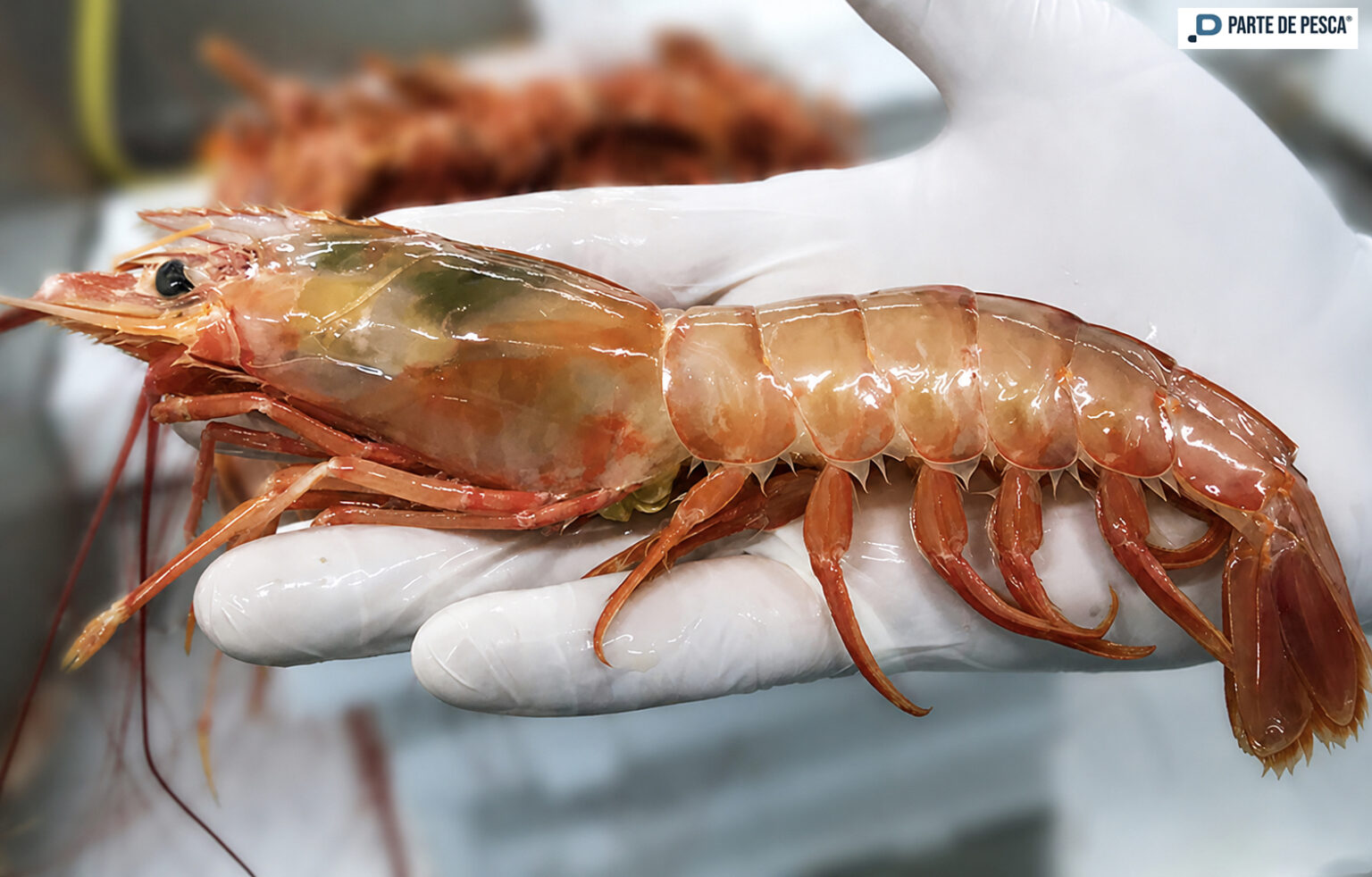“El langostino argentino mantiene un sólido estado biológico”