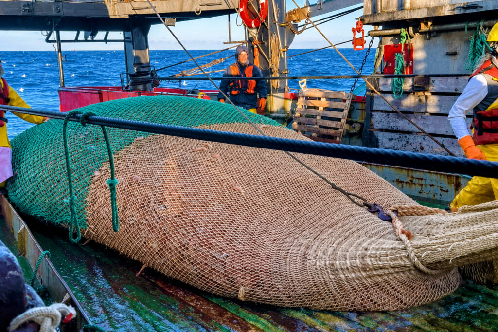 Langostino: 72 barcos operan en aguas nacionales con muy buenos rindes
