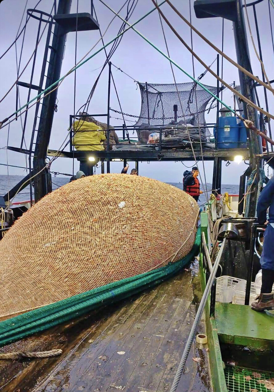 Más de 23 mil toneladas de langostino capturadas en el inicio de temporada