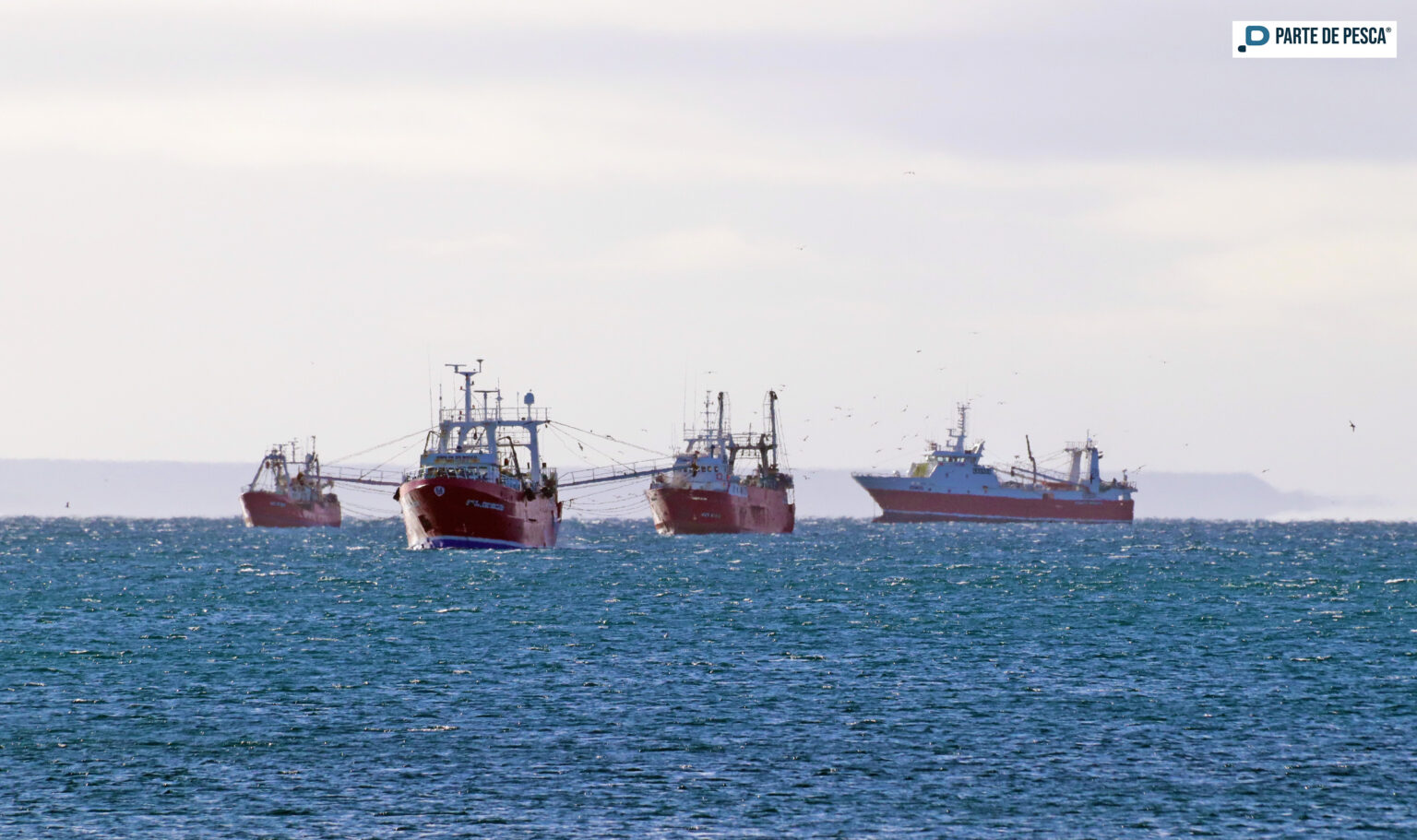 Langostino: comienza prospección en la Subárea 11 y la mitad oeste de la Subárea 12