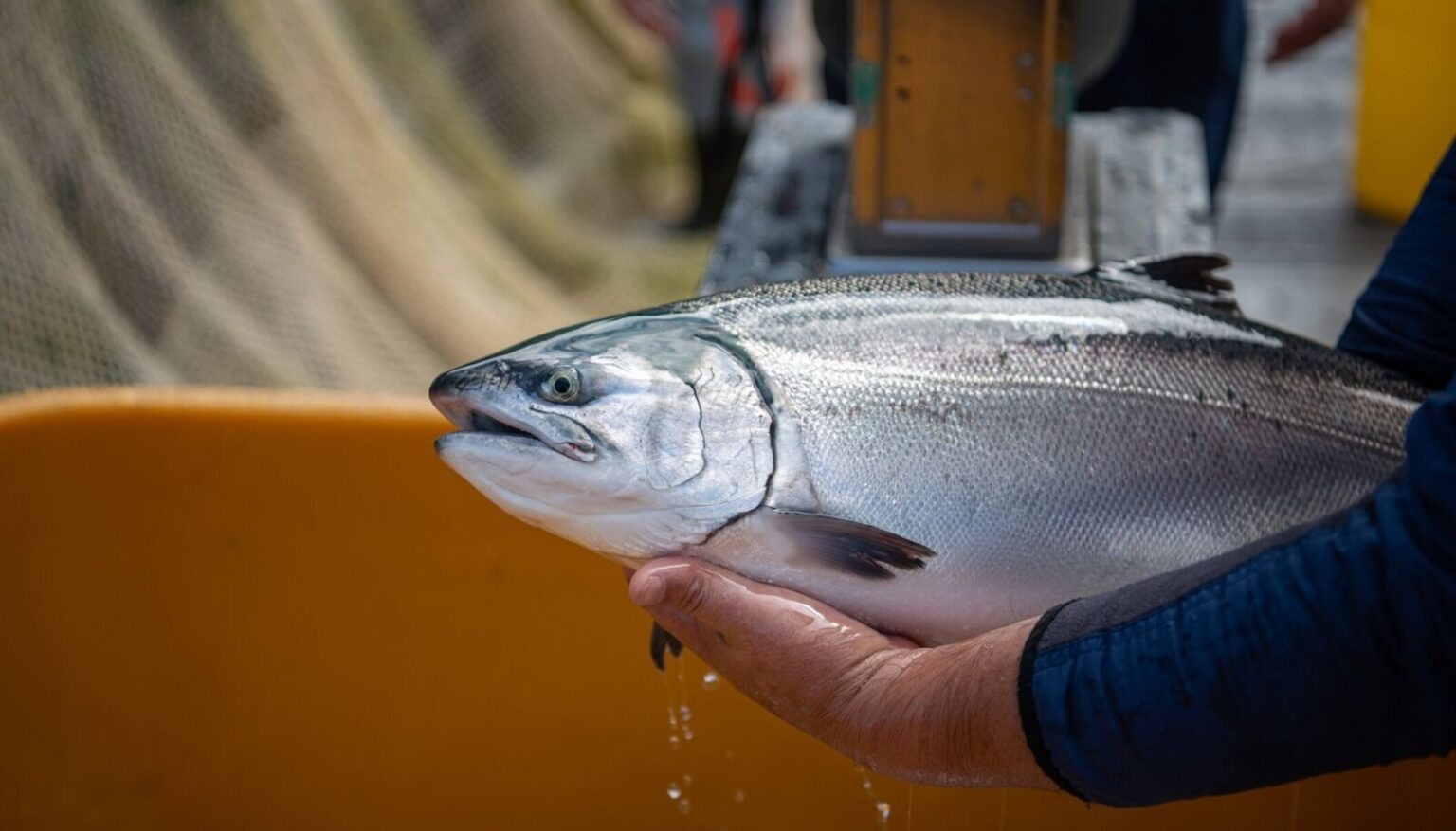 El salmón chileno acumula exportaciones por USD4.500 millones