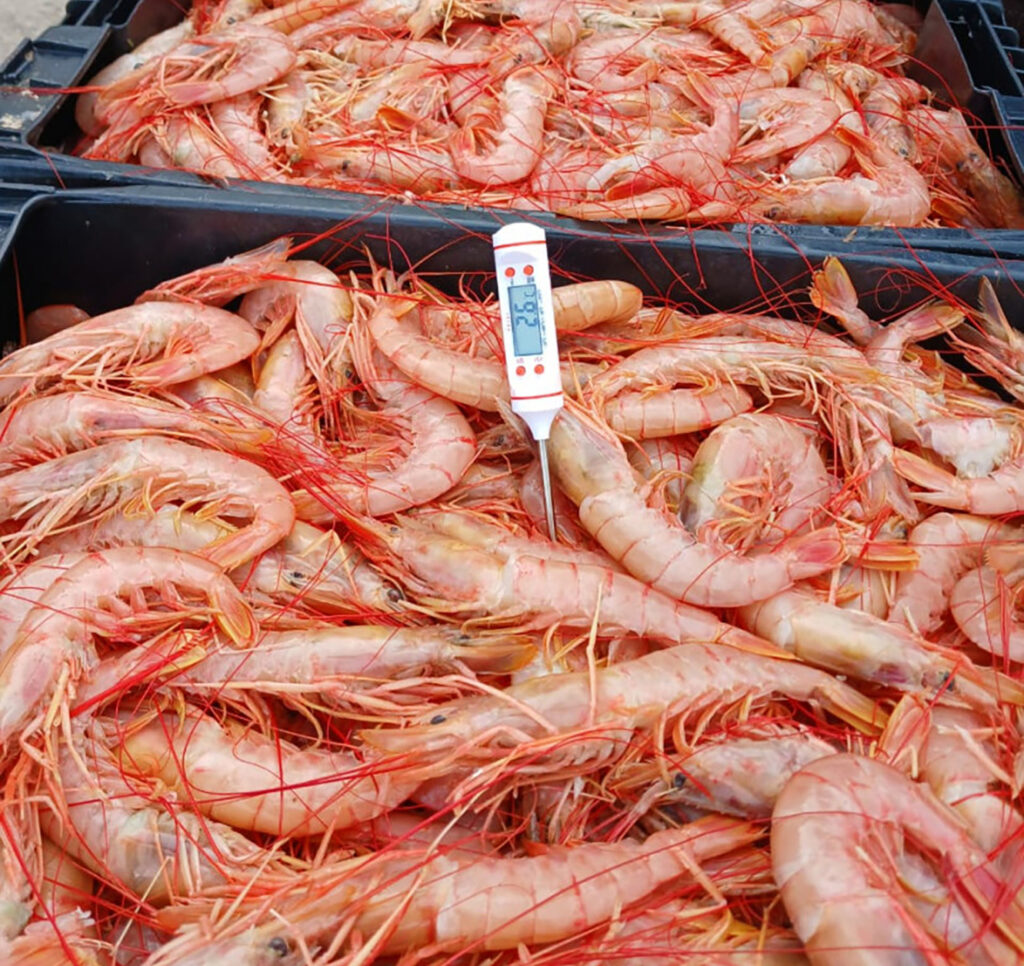 Tensión por la cuotificación del langostino, marplatenses cuestionan pedido de Santa Cruz